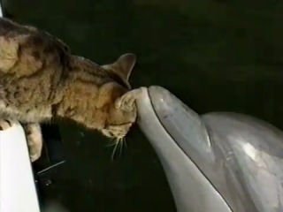 kitty and dolphin